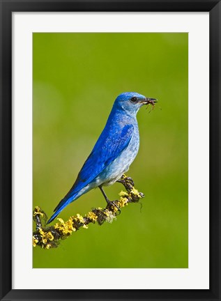 Framed British Columbia, Mountain Bluebird with caterpillars Print