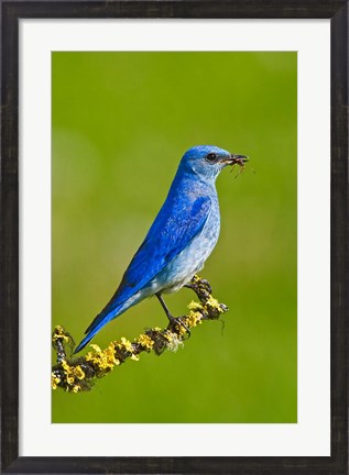 Framed British Columbia, Mountain Bluebird with caterpillars Print