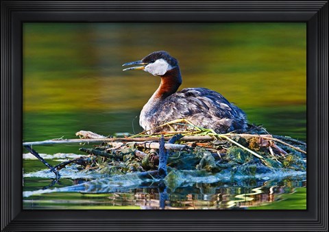 Framed British Columbia, Red-necked Grebe bird on nest Print