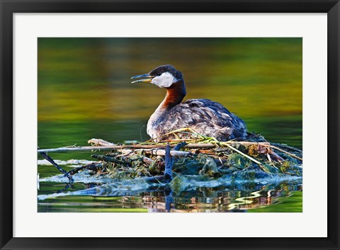 Framed British Columbia, Red-necked Grebe bird on nest Print