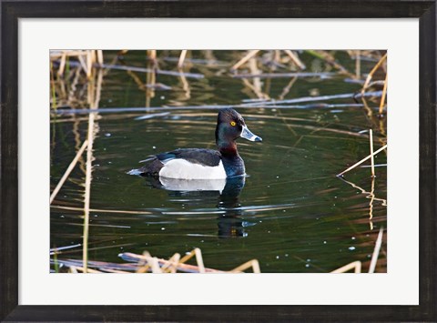 Framed British Columbia, Ring-necked Duck in marsh Print