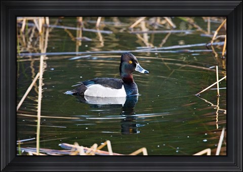Framed British Columbia, Ring-necked Duck in marsh Print