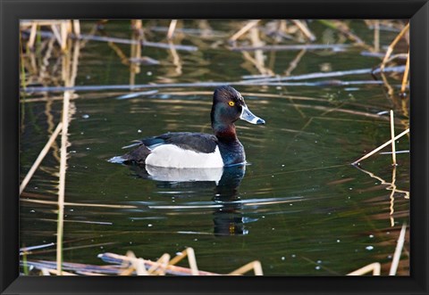 Framed British Columbia, Ring-necked Duck in marsh Print