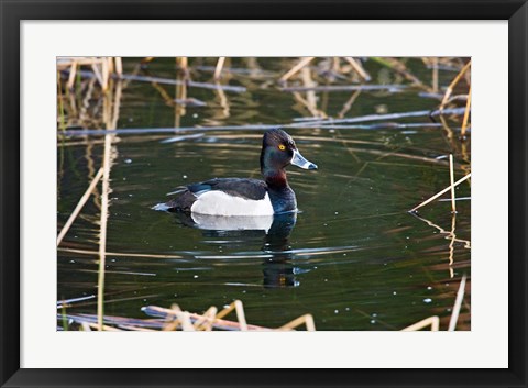 Framed British Columbia, Ring-necked Duck in marsh Print