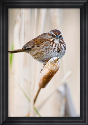 Framed British Columbia, Song Sparrow bird on cattail Print