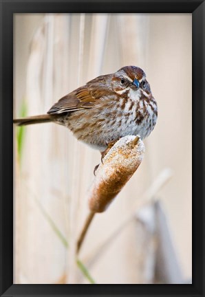 Framed British Columbia, Song Sparrow bird on cattail Print