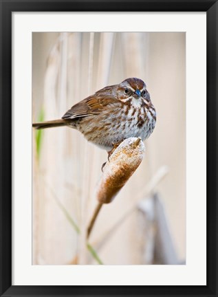 Framed British Columbia, Song Sparrow bird on cattail Print