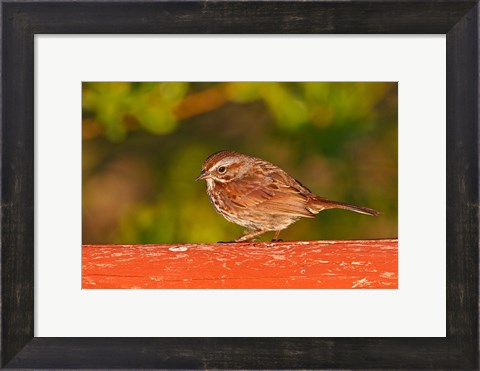 Framed British Columbia, Song Sparrow bird, bridge raining Print