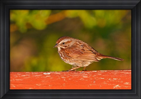 Framed British Columbia, Song Sparrow bird, bridge raining Print
