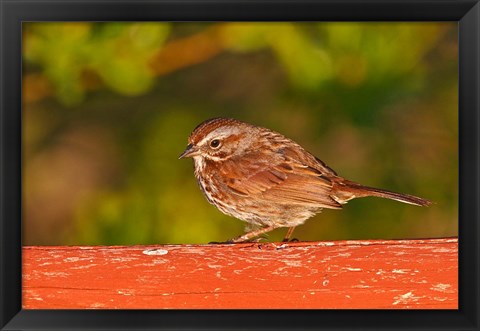 Framed British Columbia, Song Sparrow bird, bridge raining Print