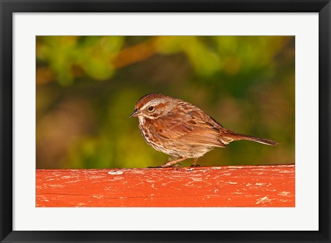 Framed British Columbia, Song Sparrow bird, bridge raining Print