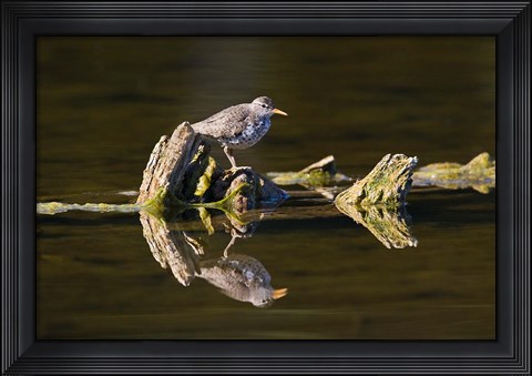Framed British Columbia, Spotted Sandpiper, Deadwood Print