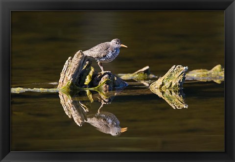 Framed British Columbia, Spotted Sandpiper, Deadwood Print