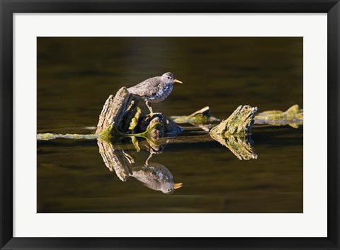 Framed British Columbia, Spotted Sandpiper, Deadwood Print