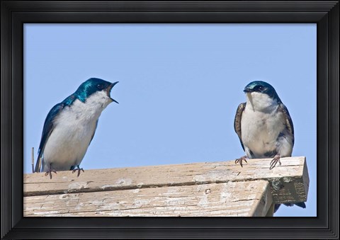 Framed British Columbia, Tree Swallows perched on bird house Print