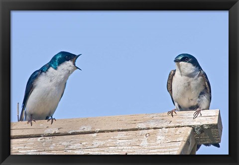 Framed British Columbia, Tree Swallows perched on bird house Print