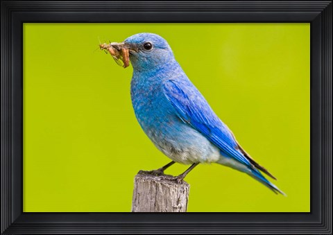 Framed Mountain Bluebird with caterpillars near Kamloops, British Columbia, Canada Print