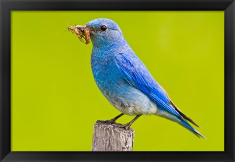 Framed Mountain Bluebird with caterpillars near Kamloops, British Columbia, Canada Print