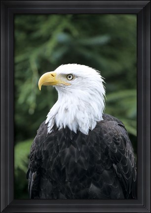 Framed Bald eagle, British Columbia, Canada Print