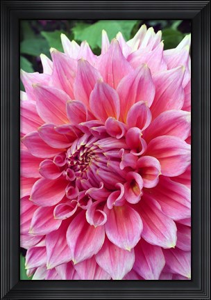 Framed Dahlia flower, Butchart Gardens, British Columbia Print
