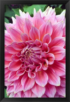 Framed Dahlia flower, Butchart Gardens, British Columbia Print