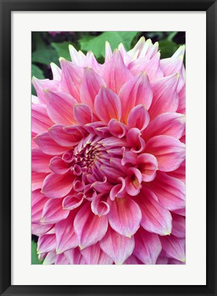 Framed Dahlia flower, Butchart Gardens, British Columbia Print