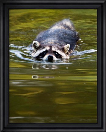 Framed Common Raccoon, Stanley Park, British Columbia Print