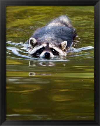 Framed Common Raccoon, Stanley Park, British Columbia Print