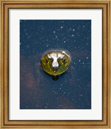 Framed Bullfrog, Stanley Park, British Columbia Print
