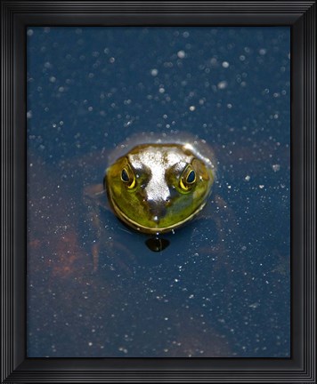 Framed Bullfrog, Stanley Park, British Columbia Print