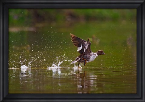 Framed British Columbia, Common Goldeneye bird Print