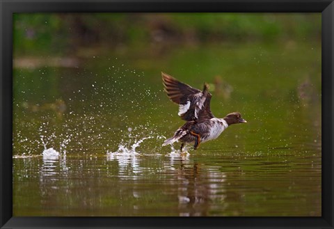 Framed British Columbia, Common Goldeneye bird Print