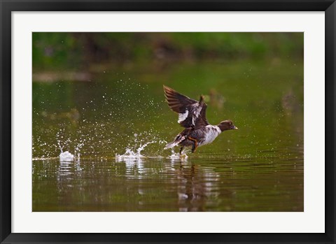 Framed British Columbia, Common Goldeneye bird Print