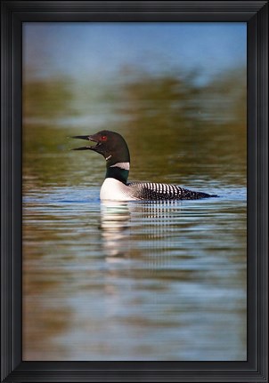 Framed British Columbia, Common Loon bird on lake Print