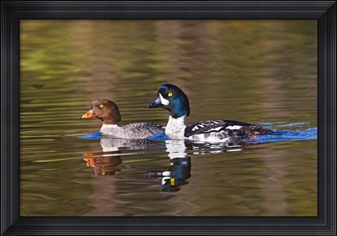 Framed British Columbia, near Kamloops, Common Goldeneye ducks Print