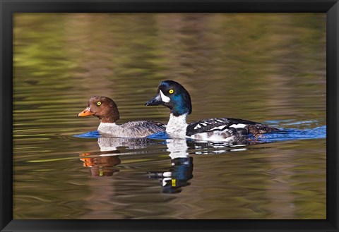 Framed British Columbia, near Kamloops, Common Goldeneye ducks Print