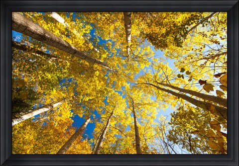 Framed Aspens on the Canon Brook Trail Print