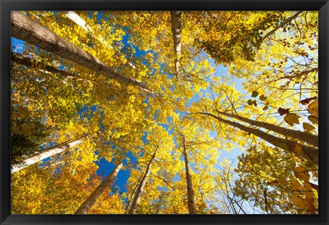 Framed Aspens on the Canon Brook Trail Print