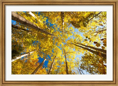 Framed Aspens on the Canon Brook Trail Print
