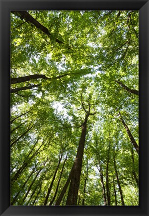 Framed Woods, Shenandoah National Park Print