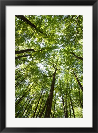 Framed Woods, Shenandoah National Park Print