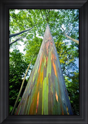 Framed Painted Eucalyptus Print