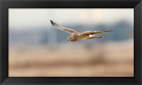 Framed British Columbia Boundary Bay, Northern Harrier bird Print
