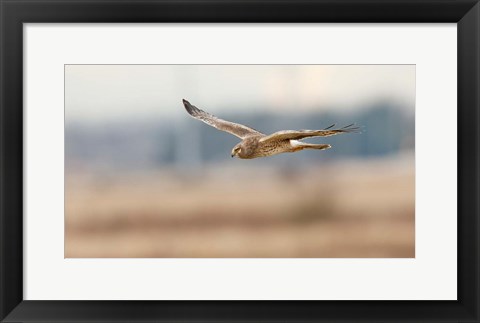 Framed British Columbia Boundary Bay, Northern Harrier bird Print