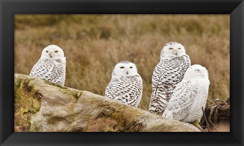 Framed Flock of Snowy Owl, Boundary Bay, British Columbia, Canada Print