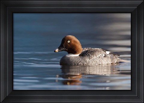 Framed Common Goldeneye Hen, Vancouver, British Columbia, Canada Print