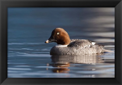 Framed Common Goldeneye Hen, Vancouver, British Columbia, Canada Print