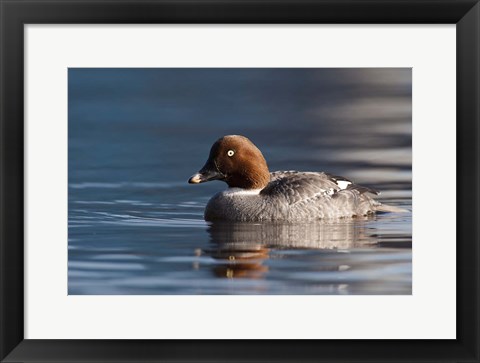 Framed Common Goldeneye Hen, Vancouver, British Columbia, Canada Print