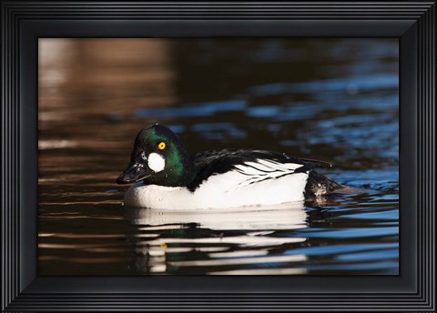 Framed British Columbia, Vancouver, Common Goldeneye duck Print