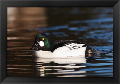 Framed British Columbia, Vancouver, Common Goldeneye duck Print